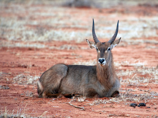 antilope