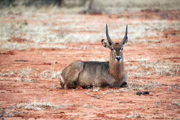 antilope
