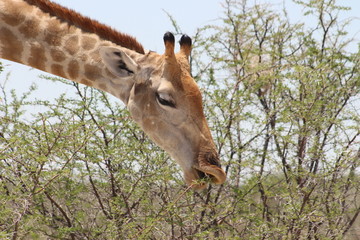 Giraffe