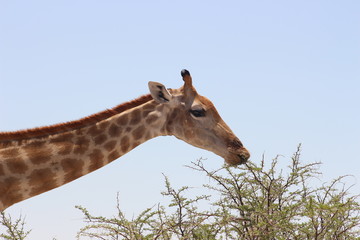 Giraffe