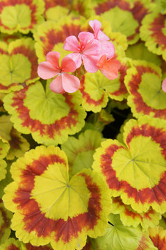 Pelargonium zonale yellow and red foliage with red flowers background 