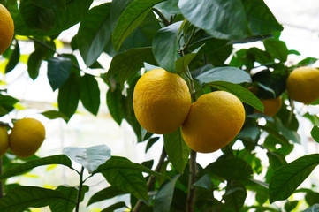 Yellow pomelo fruit on tree with green foliage