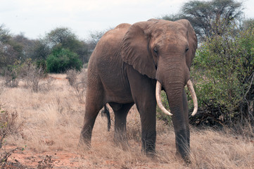 Obraz premium elefante