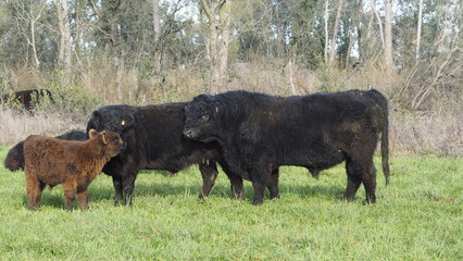 Familie Galloway