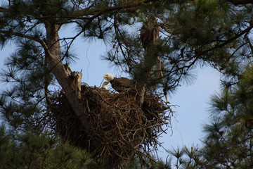 Moved Nest
