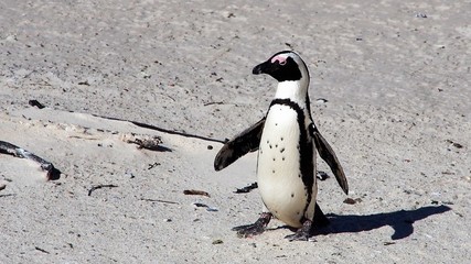 Südafrikanischer Pinguin