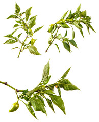 Fototapeta premium branch of pepper bush with green fruits. Isolated on white background. set, group, collection