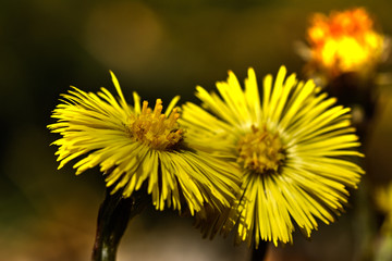 Early in the spring, the coltsfoot yellow flowers glow in the fields and edges of the forest and announce the end of winter