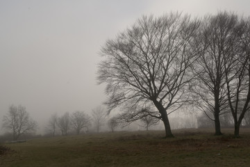 Fototapeta na wymiar Baum Silhouette im Nebel