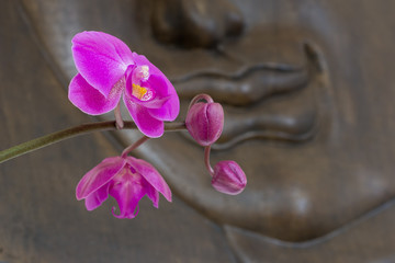 Orchideen mit Knospen