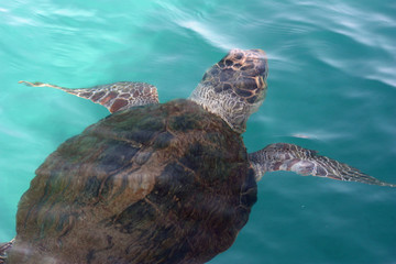 Obraz premium Loggerhead sea turtle