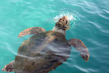 Fototapeta premium Loggerhead sea turtle