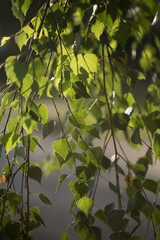 Fototapeta na wymiar green, tree, leaf, leaves, nature, spring, plant, branch, foliage