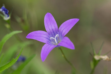 background,flower,macro,photo, plant, purple