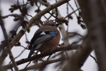 Vögel