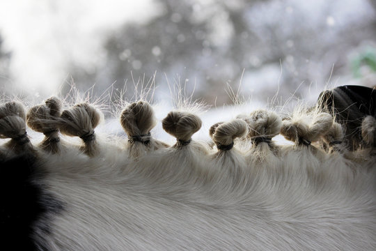 hairstyle on the neck of a piebald horse in the form of several tails taken with elastic bands in the eyelets. in the winter on the street. horse fashion