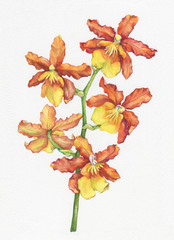 The branch of blossoming tropical orange flower orchid (Phalaenopsis orchid, Dendrobium). Floral art. Close up hybrid orchid. Hand drawn watercolor painting illustration. Background- watercolor paper.