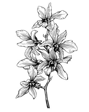 Graphic of the  branch tropical  orchid flower (Phalaenopsis orchid, Dendrobium). Black and white outline illustration, hand drawn work. Isolated on white background. For pattern, frame, border.