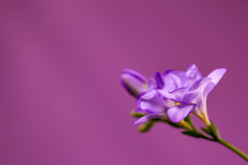 Fototapeta na wymiar 紫の花