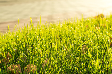 Fototapeta premium A background with green grass blades