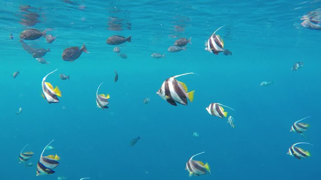 ein gro&szlig;er Schwarm Fische (Wimpelfische) schwimmt im Meer, die Sonne scheint in das Wasser