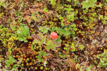 Cloudberry, Rubus chamaemorus