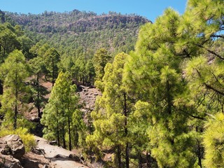 Canarian pine trees near St Bartolome in the central mountains of Gran Canaria