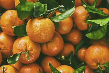 Organic natural imperfect fruit with defects. Tangerines oranges, mandarins, clementines, citrus fruits with leaves. Soft hipster vintage processing and toning of photos.