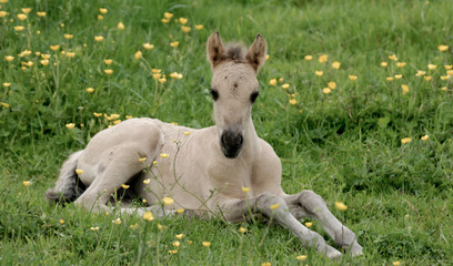 Obraz na płótnie Canvas Foal Resting