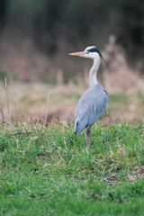 Grey heron (Ardea cinerea) in field near ditch looking for food.