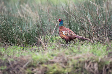 A male common pheasant (Phasianus colchicus) in meadow with high grass.