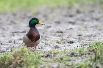 Male mallard (Anas platyrhynchos) standing in muddy meadow. Looking aside.