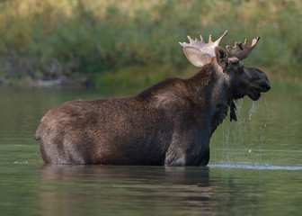 Bull Moose GNP