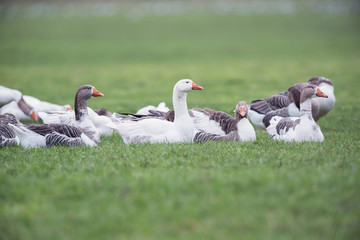 Group of domestic goose (Anser anser domesticus) lying in meadow.