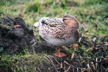 Female mallard (Anas platyrhynchos) resting on edge of ditch.