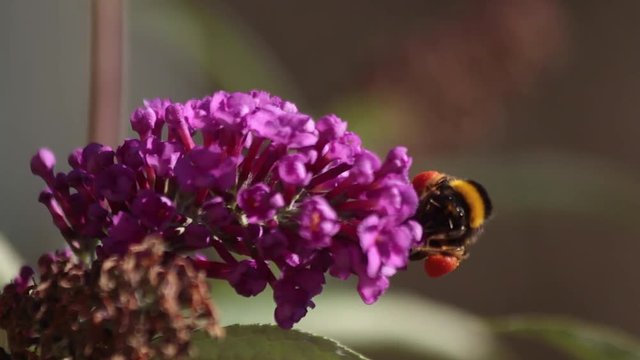 Abejorro volando y chupando  nectar de  una flor del arbusto  Buddleja davidii de color  purpura rosa. Dejando ver claramente los sacos de polen almacenado. ( 2 Cortes )