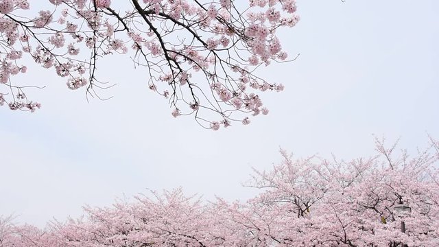 満開な桜