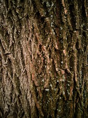 Naklejka premium Bark texture 