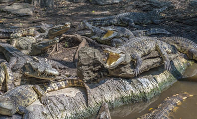 Pack of Crocodiles in a zoo ,Thailand. Many crocodiles has sun bath near water. Nature behavior of crocodiles.