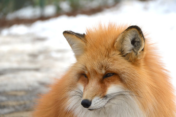 Fototapeta premium キツネ表情