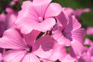 garden pink flowers close-up