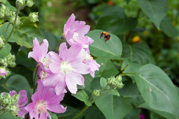 bumblebee flies to a pink flower