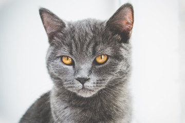 Close-up portrait of a young gray cat. British cat. British Shorthair with blue gray fur. Gray cat with orange eyes.