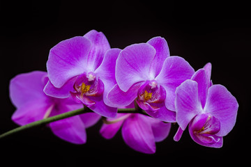 Fototapeta na wymiar Purple orchid on a black background