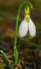 Beautiful snowdrop flower closeup