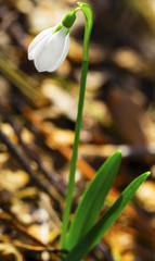 Obraz premium Beautiful snowdrop flower closeup