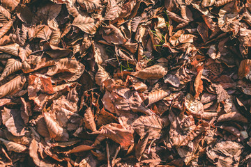 Sol d'automne