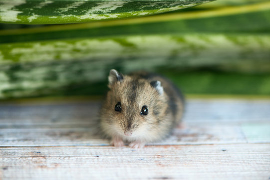 small hamster, a junggarlooks into the camera, against a background of green foliage