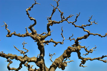 Japanese Tree - Crown in Winter 