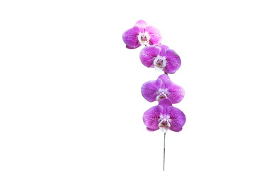 Purple Inflorescence orchid  isolated on white background